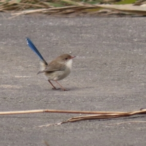 Malurus cyaneus at Gordon, ACT - 5 May 2022 01:06 PM