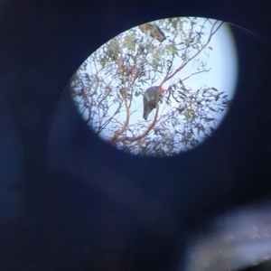 Callocephalon fimbriatum at Fadden, ACT - suppressed