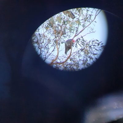 Callocephalon fimbriatum (Gang-gang Cockatoo) at Fadden, ACT - 5 May 2022 by NGuest