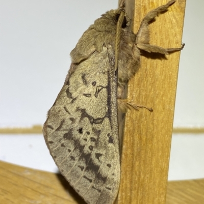 Oxycanus antipoda (Late Oxycanus) at Jerrabomberra, NSW - 4 May 2022 by Steve_Bok