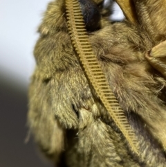 Oxycanus antipoda at Jerrabomberra, NSW - 5 May 2022