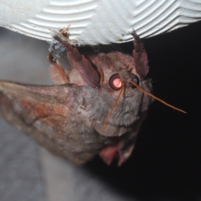 Oxycanus dirempta (Variable Oxycanus) at Stirling, ACT - 5 May 2022 by Harrisi