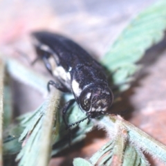 Agrilus hypoleucus (Hypoleucus jewel beetle) at The Pinnacle - 2 Apr 2022 by Harrisi