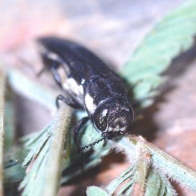 Agrilus hypoleucus (Hypoleucus jewel beetle) at Weetangera, ACT - 2 Apr 2022 by Harrisi