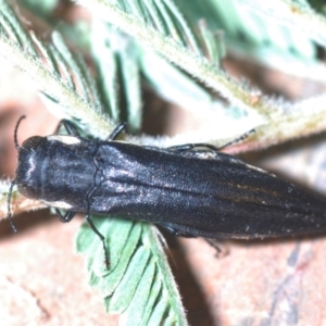 Agrilus hypoleucus at Weetangera, ACT - 2 Apr 2022