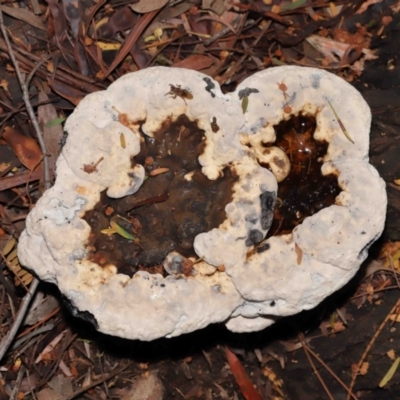 Amauroderma rude (Red-staining Stalked Polypore) at Acton, ACT - 29 Apr 2022 by TimL