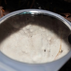 Amauroderma rude at Acton, ACT - 29 Apr 2022