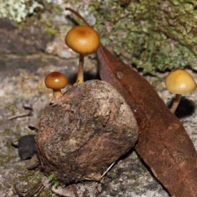 Stropharia sp. (Stropharia) at Mount Clear, ACT - 3 May 2022 by TimL