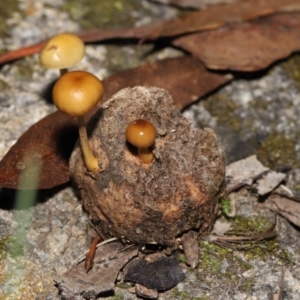 Stropharia sp. at Mount Clear, ACT - 3 May 2022