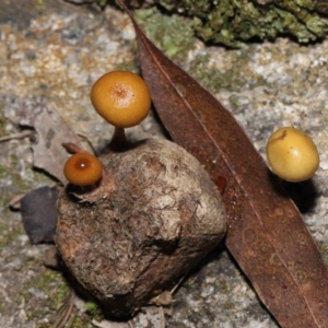 Stropharia sp. at Mount Clear, ACT - 3 May 2022