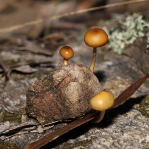 Stropharia sp. at Mount Clear, ACT - 3 May 2022