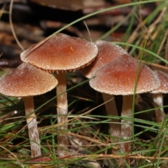 Unverified Cap on a stem; gills below cap [mushrooms or mushroom-like] at Mount Clear, ACT - 3 May 2022 by TimL