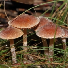 Unidentified Cap on a stem; gills below cap [mushrooms or mushroom-like] (TBC) at Mount Clear, ACT - 3 May 2022 by TimL