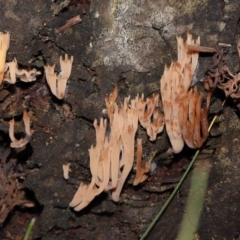 Artomyces sp. (A coral fungus) at Mount Clear, ACT - 3 May 2022 by TimL