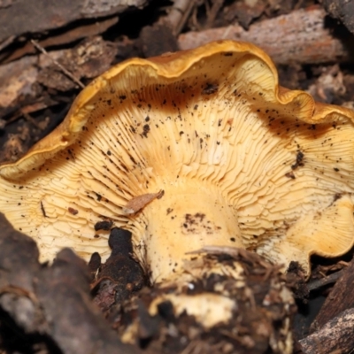 Unverified Cap on a stem; gills below cap [mushrooms or mushroom-like] at Mount Clear, ACT - 3 May 2022 by TimL