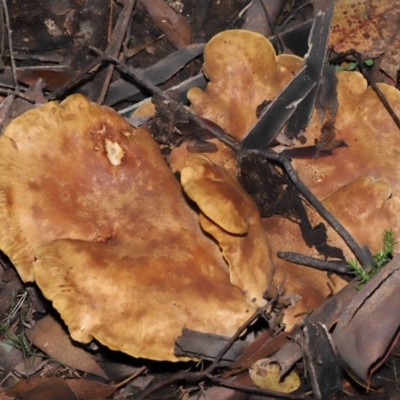 Unverified Cap on a stem; gills below cap [mushrooms or mushroom-like] at Mount Clear, ACT - 3 May 2022 by TimL