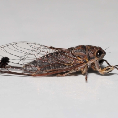 Galanga labeculata (Double-spotted cicada) at Evatt, ACT - 6 Feb 2022 by TimL