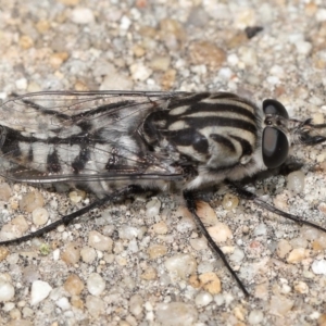 Apiocera moerens at Acton, ACT - 6 Feb 2022