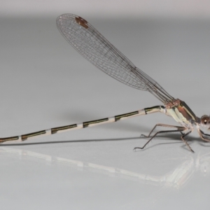 Austrolestes leda at Evatt, ACT - 6 Feb 2022