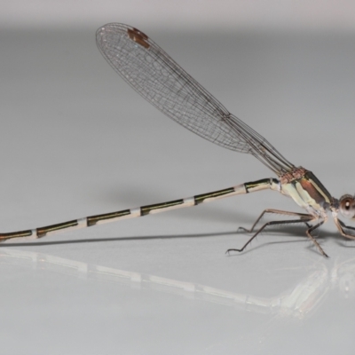 Austrolestes leda (Wandering Ringtail) at Evatt, ACT - 6 Feb 2022 by TimL