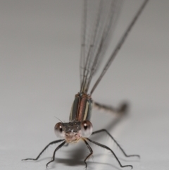 Austrolestes leda at Evatt, ACT - 6 Feb 2022