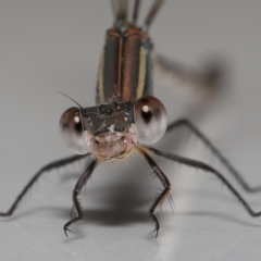 Austrolestes leda at Evatt, ACT - 6 Feb 2022