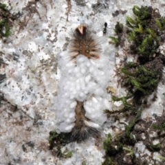 Braconidae (family) (Unidentified braconid wasp) at Paddys River, ACT - 8 Feb 2022 by TimL