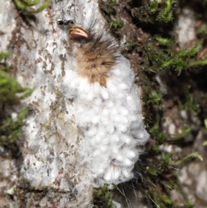 Braconidae (family) at Paddys River, ACT - 8 Feb 2022