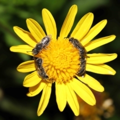 Lasioglossum (Chilalictus) lanarium (Halictid bee) at Evatt, ACT - 10 Feb 2022 by TimL