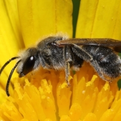 Lasioglossum (Chilalictus) lanarium at Evatt, ACT - 10 Feb 2022