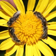 Lasioglossum (Chilalictus) lanarium at Evatt, ACT - 10 Feb 2022