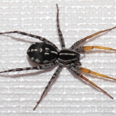 Nyssus coloripes (Spotted Ground Swift Spider) at Evatt, ACT - 4 May 2022 by TimL