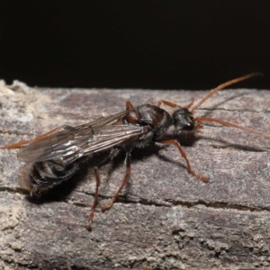 Myrmecia sp. (genus) at Paddys River, ACT - 15 Mar 2022