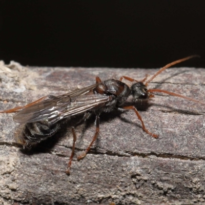 Myrmecia sp. (genus) (Bull ant or Jack Jumper) at Tidbinbilla Nature Reserve - 15 Mar 2022 by TimL