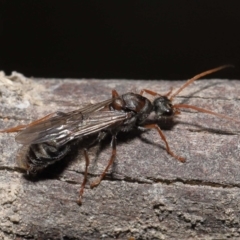 Myrmecia sp. (genus) (Bull ant or Jack Jumper) at Paddys River, ACT - 15 Mar 2022 by TimL