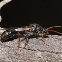 Myrmecia sp. (genus) at Paddys River, ACT - 15 Mar 2022