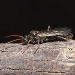 Myrmecia sp. (genus) at Paddys River, ACT - 15 Mar 2022