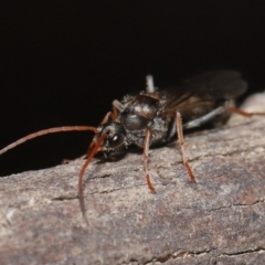 Myrmecia sp. (genus) at Paddys River, ACT - 15 Mar 2022