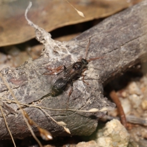 Myrmecia sp. (genus) at Paddys River, ACT - 15 Mar 2022 11:05 AM