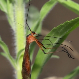 Harpobittacus australis at Paddys River, ACT - 15 Mar 2022 11:19 AM