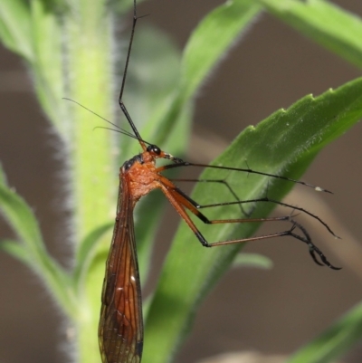 Harpobittacus australis (Hangingfly) at Tidbinbilla Nature Reserve - 15 Mar 2022 by TimL