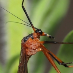 Harpobittacus australis at Paddys River, ACT - 15 Mar 2022