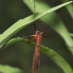 Harpobittacus australis at Paddys River, ACT - 15 Mar 2022