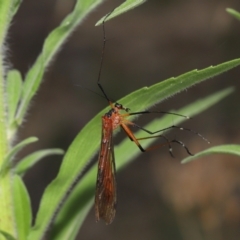 Harpobittacus australis at Paddys River, ACT - 15 Mar 2022 11:19 AM