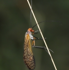 Chorista australis (Autumn scorpion fly) at Paddys River, ACT - 15 Mar 2022 by TimL