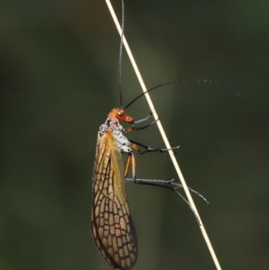 Chorista australis at Paddys River, ACT - 15 Mar 2022