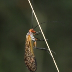 Chorista australis (Autumn scorpion fly) at Gibraltar Pines - 15 Mar 2022 by TimL