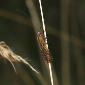 Chorista australis at Paddys River, ACT - 15 Mar 2022