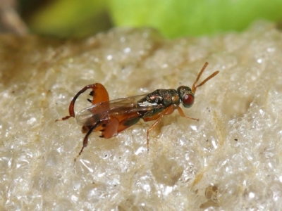 Podagrionini sp. (tribe) (Unidentified mantis parasite wasp) at Evatt, ACT - 4 May 2022 by TimL