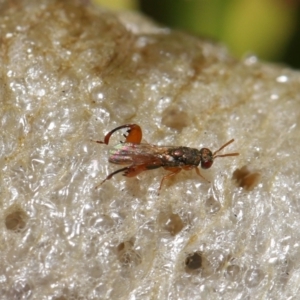 Podagrionini sp. (tribe) at Evatt, ACT - 4 May 2022